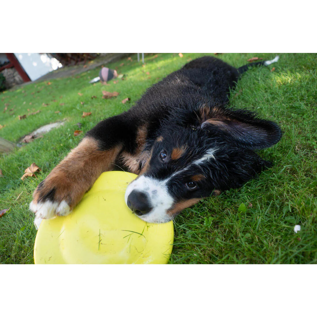 Frisbee pour chien jaune – Image 7